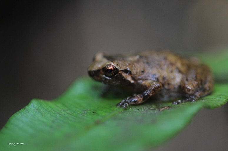 The Camiguin Narrow-Mouthed Frog